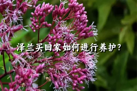 泽兰买回家如何进行养护？