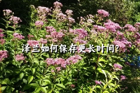 泽兰如何保存更长时间？