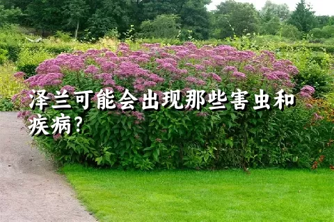 泽兰可能会出现那些害虫和疾病？