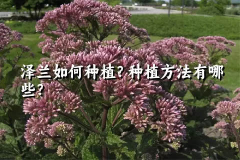 泽兰如何种植？种植方法有哪些？