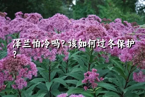 泽兰怕冷吗？该如何过冬保护？