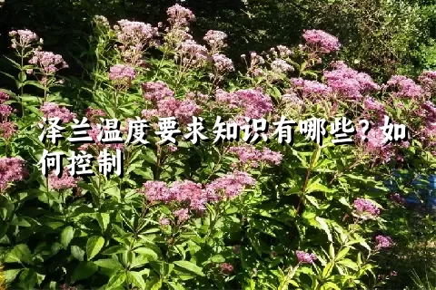 泽兰温度要求知识有哪些？如何控制