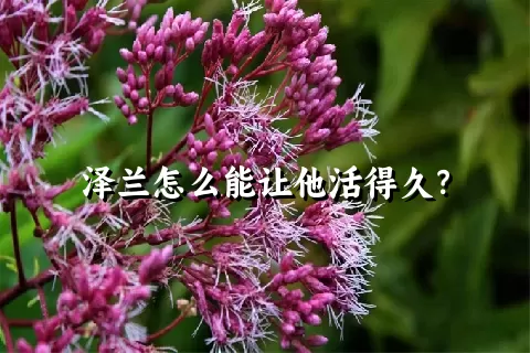 泽兰怎么能让他活得久？