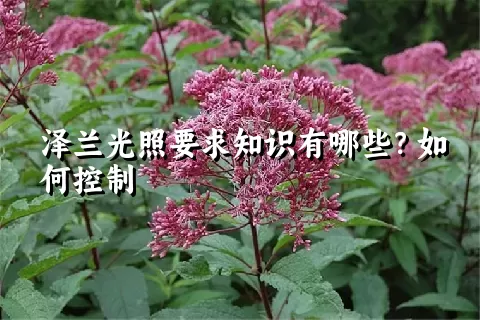 泽兰光照要求知识有哪些？如何控制