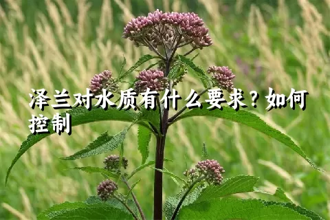 泽兰对水质有什么要求？如何控制