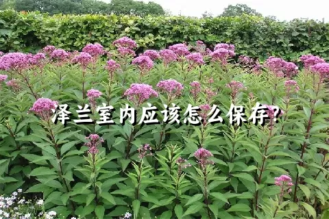 泽兰室内应该怎么保存？