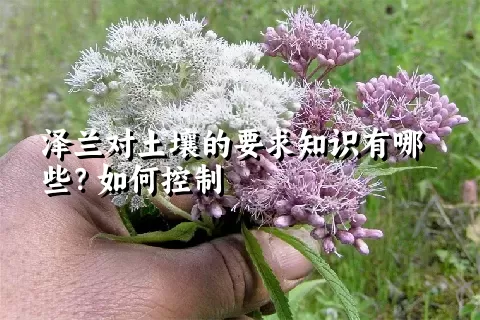 泽兰对土壤的要求知识有哪些？如何控制