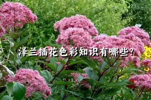 泽兰插花色彩知识有哪些？