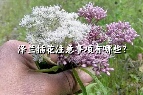 泽兰插花注意事项有哪些？