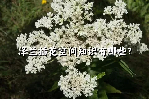 泽兰插花空间知识有哪些？