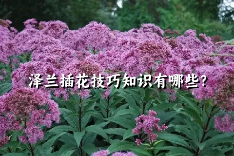 泽兰插花技巧知识有哪些？