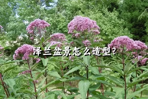 泽兰盆景怎么造型？