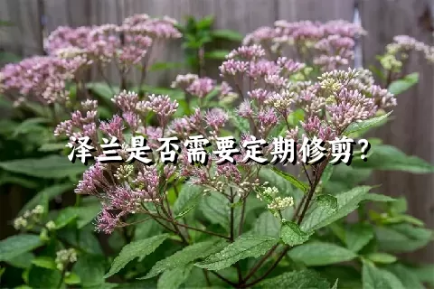 泽兰是否需要定期修剪？