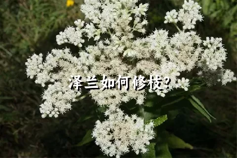 泽兰如何修枝？