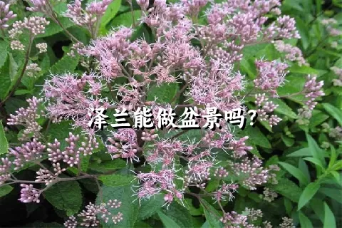 泽兰能做盆景吗？