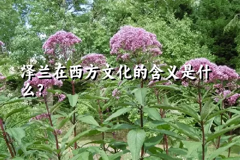泽兰在西方文化的含义是什么？