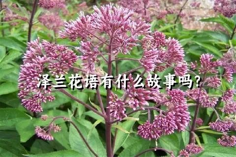 泽兰花语有什么故事吗？