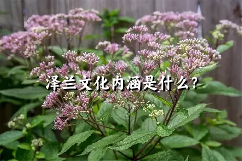 泽兰文化内涵是什么？