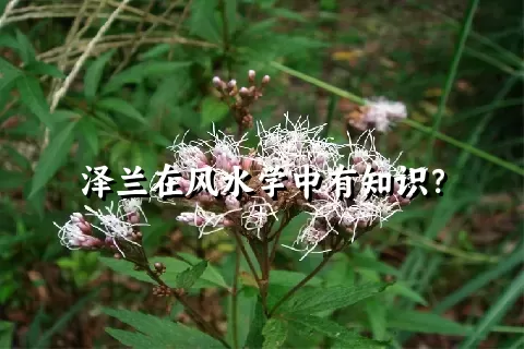 泽兰在风水学中有知识？