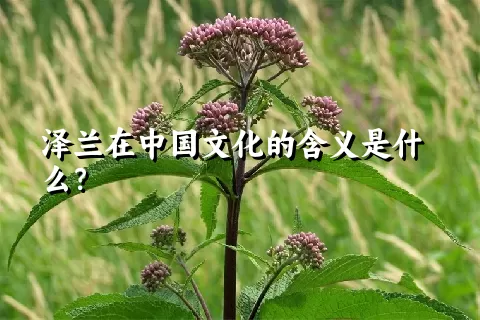 泽兰在中国文化的含义是什么？