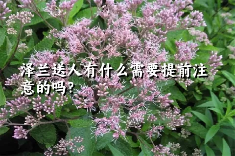泽兰送人有什么需要提前注意的吗？