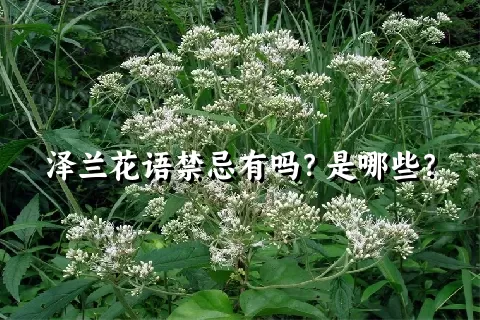 泽兰花语禁忌有吗？是哪些？