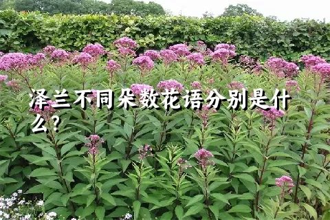 泽兰不同朵数花语分别是什么？