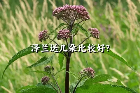 泽兰送几朵比较好？