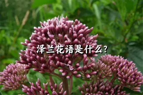 泽兰花语是什么？