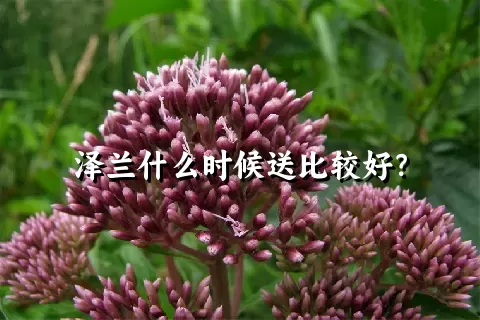 泽兰什么时候送比较好？