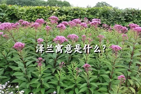 泽兰寓意是什么？