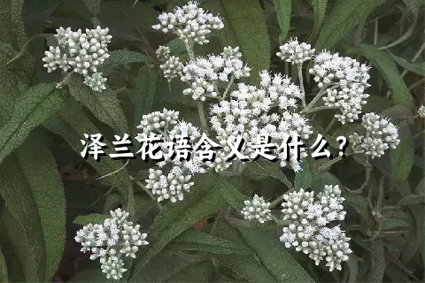 泽兰花语含义是什么？