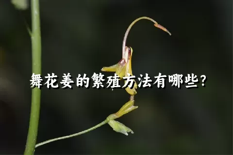 舞花姜的繁殖方法有哪些？
