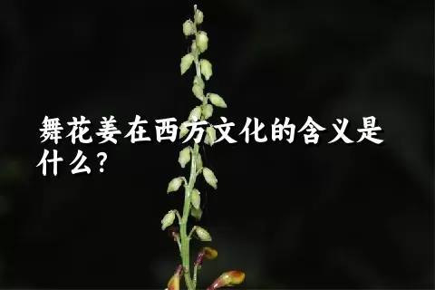 舞花姜在西方文化的含义是什么？