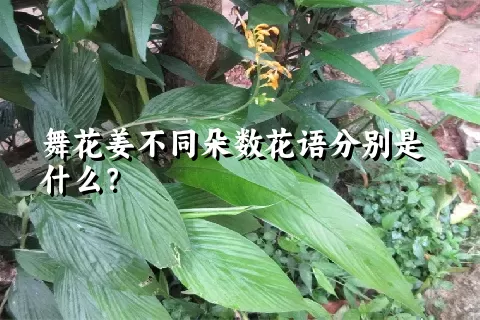 舞花姜不同朵数花语分别是什么？