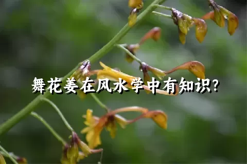 舞花姜在风水学中有知识？