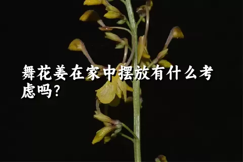 舞花姜在家中摆放有什么考虑吗？