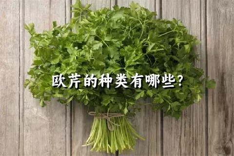 欧芹的种类有哪些？