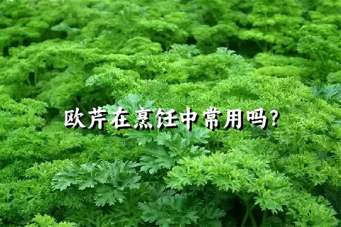 欧芹在烹饪中常用吗？