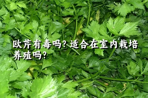 欧芹有毒吗？适合在室内栽培养殖吗？