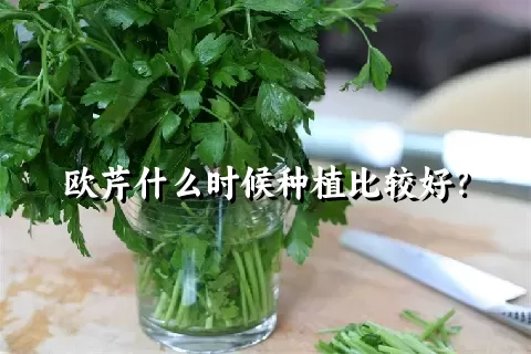 欧芹什么时候种植比较好？