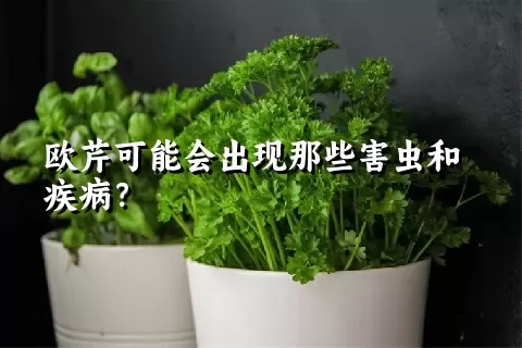 欧芹可能会出现那些害虫和疾病？