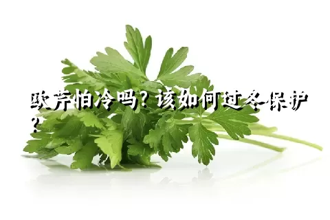 欧芹怕冷吗？该如何过冬保护？