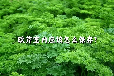 欧芹室内应该怎么保存？