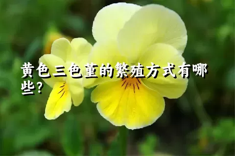 黄色三色堇的繁殖方式有哪些？