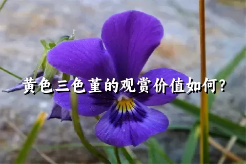 黄色三色堇的观赏价值如何？