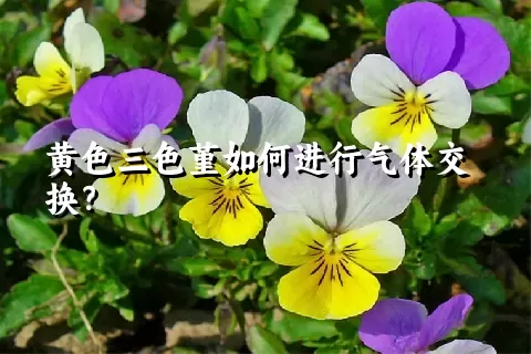 黄色三色堇如何进行气体交换？