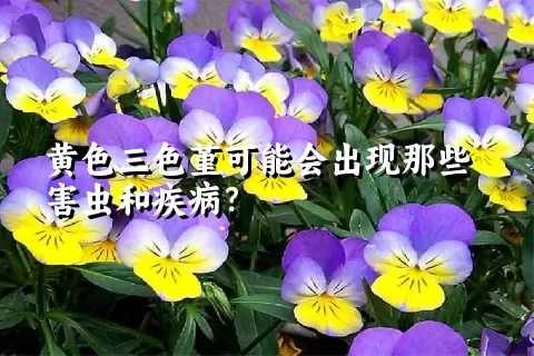 黄色三色堇可能会出现那些害虫和疾病？