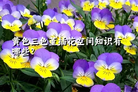 黄色三色堇插花空间知识有哪些？