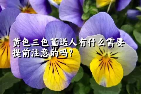 黄色三色堇送人有什么需要提前注意的吗？